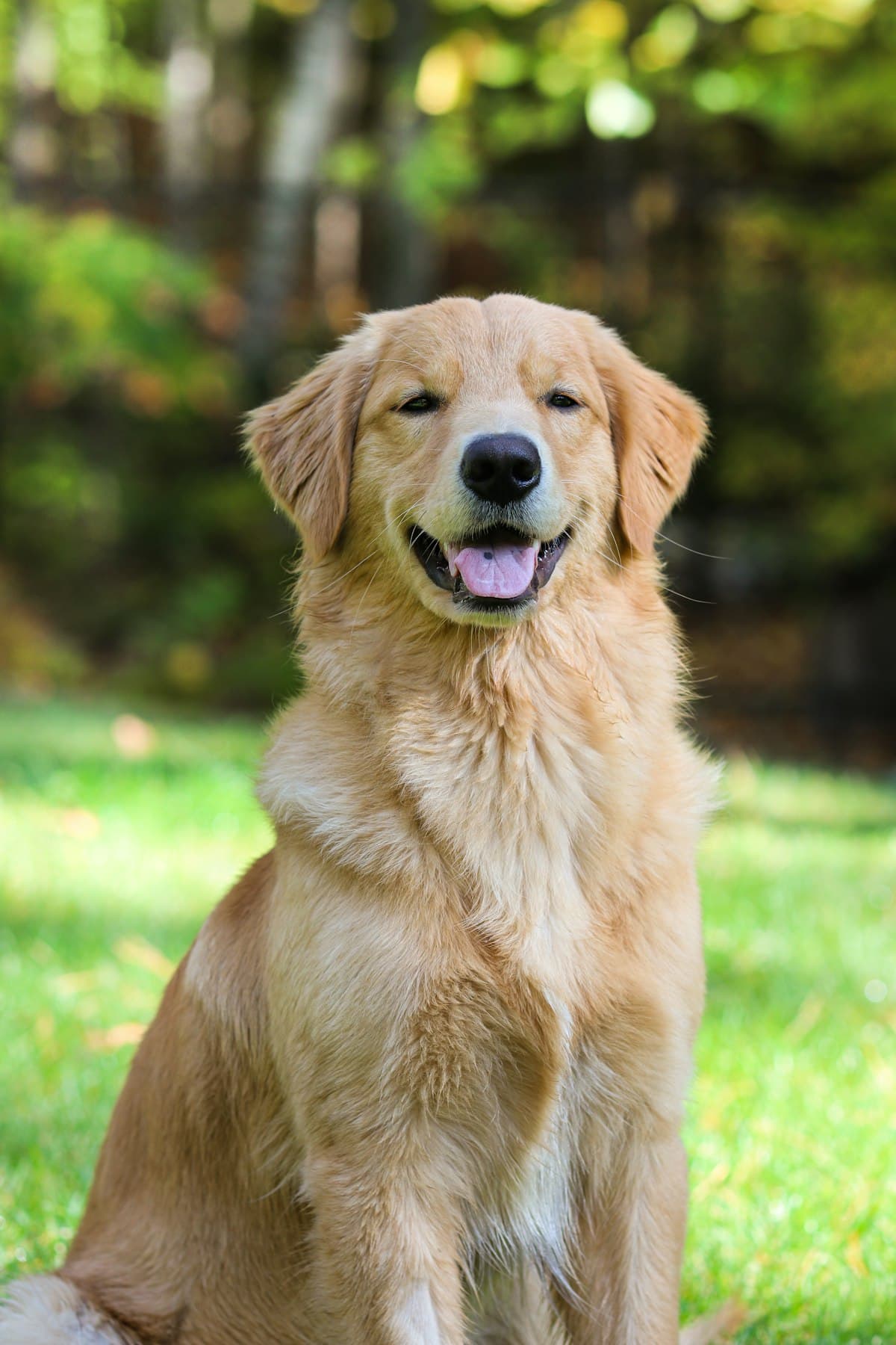 Golden retriever playing fetch in the park